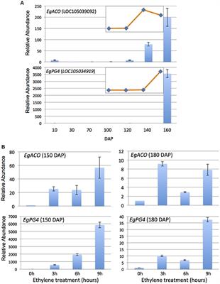 Transcriptome Analysis of Cell Wall and NAC Domain Transcription Factor Genes during Elaeis guineensis Fruit Ripening: Evidence for Widespread Conservation within Monocot and Eudicot Lineages